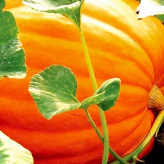 Close-up of Big Max pumpkins in a garden setting