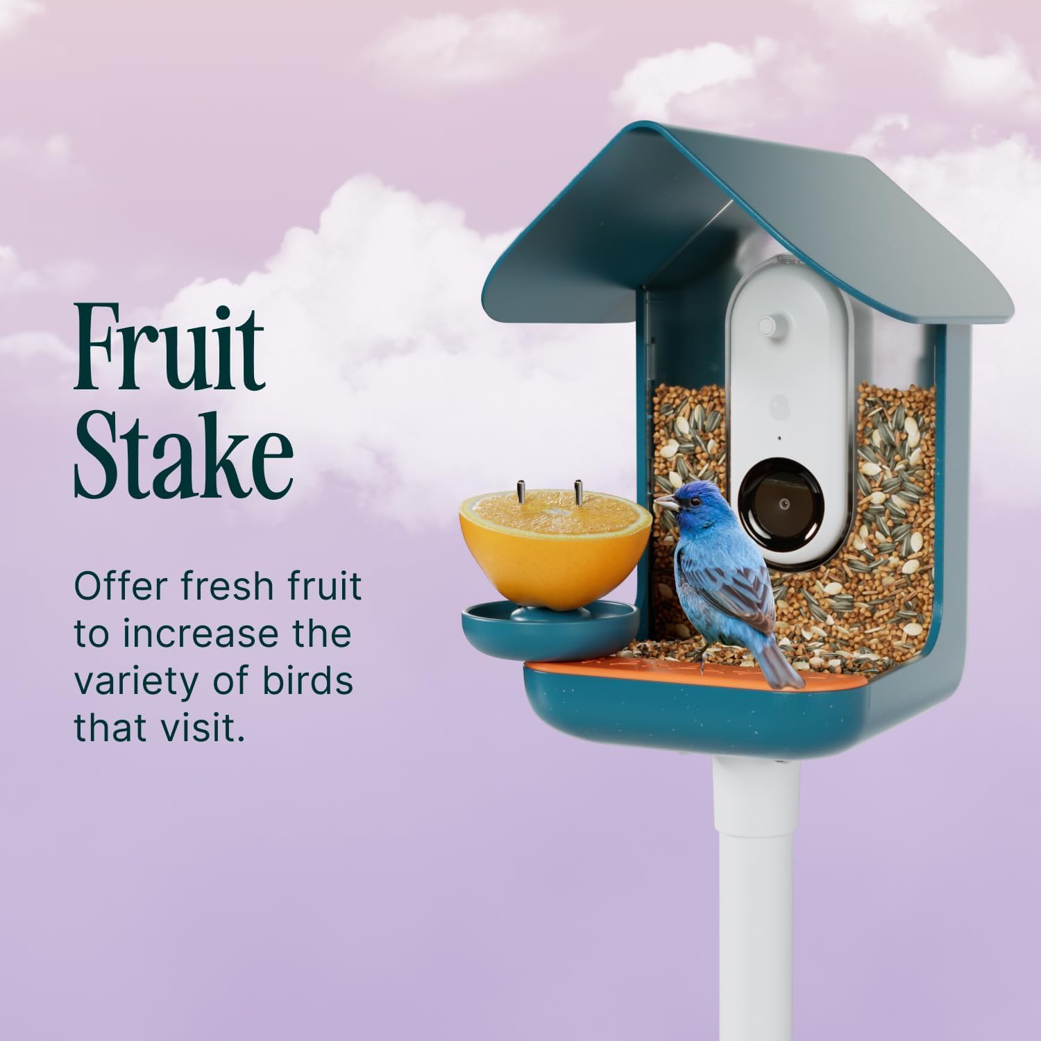 Close-up of Bird Buddy Nutrition Set showcasing its blue design