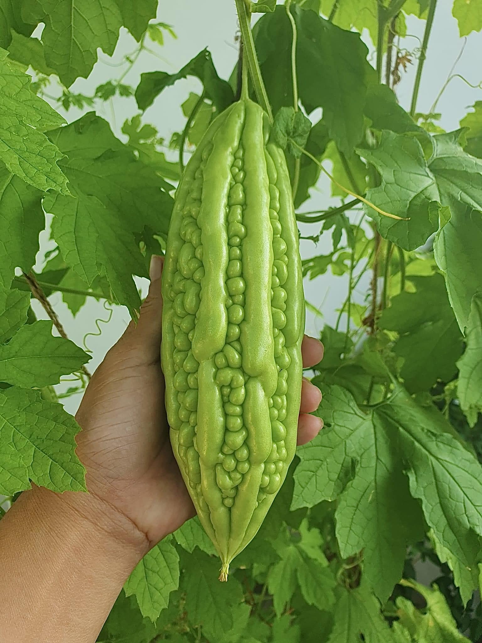 Close-up of bitter melon seeds showing their unique texture