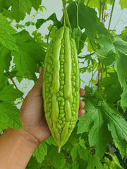 Close-up of bitter melon seeds showing their unique texture