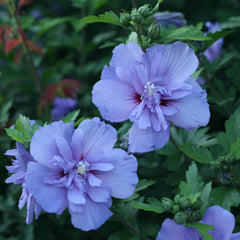Close-up of Blue Chiffon Rose of Sharon flower