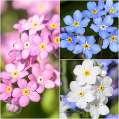 Close-up of blue forget-me-not flower blooms
