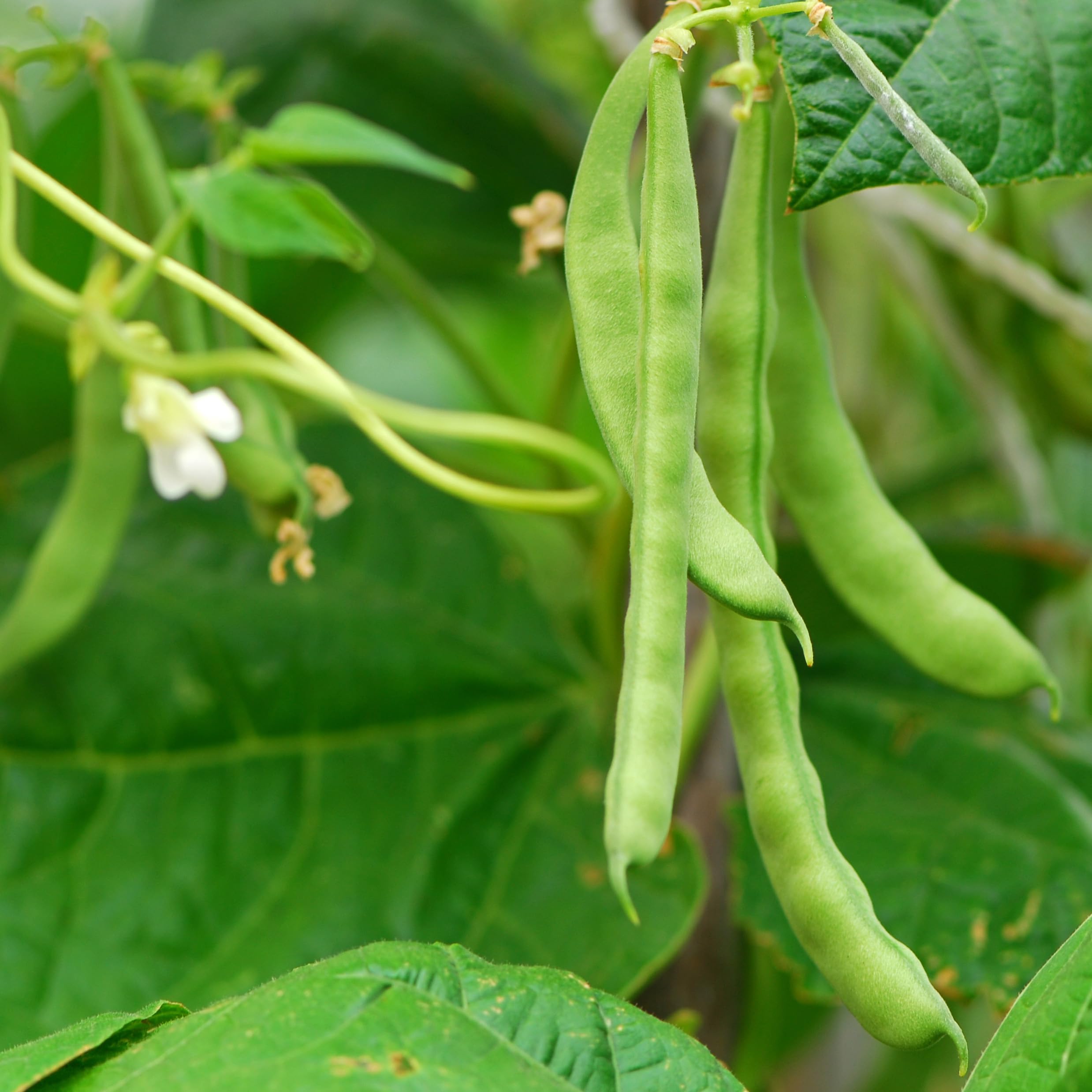 Close-up of Blue Lake Bush Beans seeds