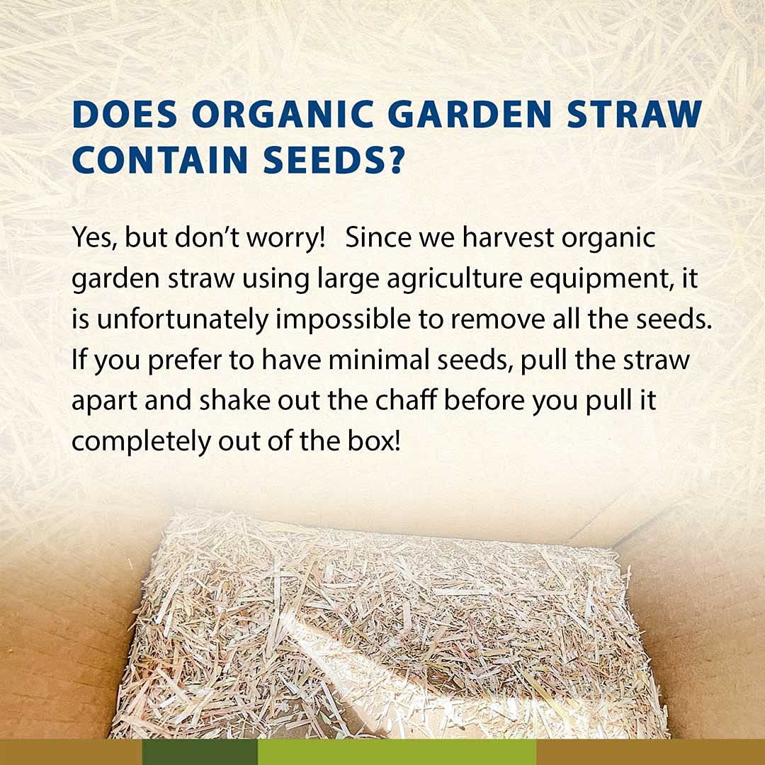 Close-up of Blue Mountain Hay Organic Garden Straw