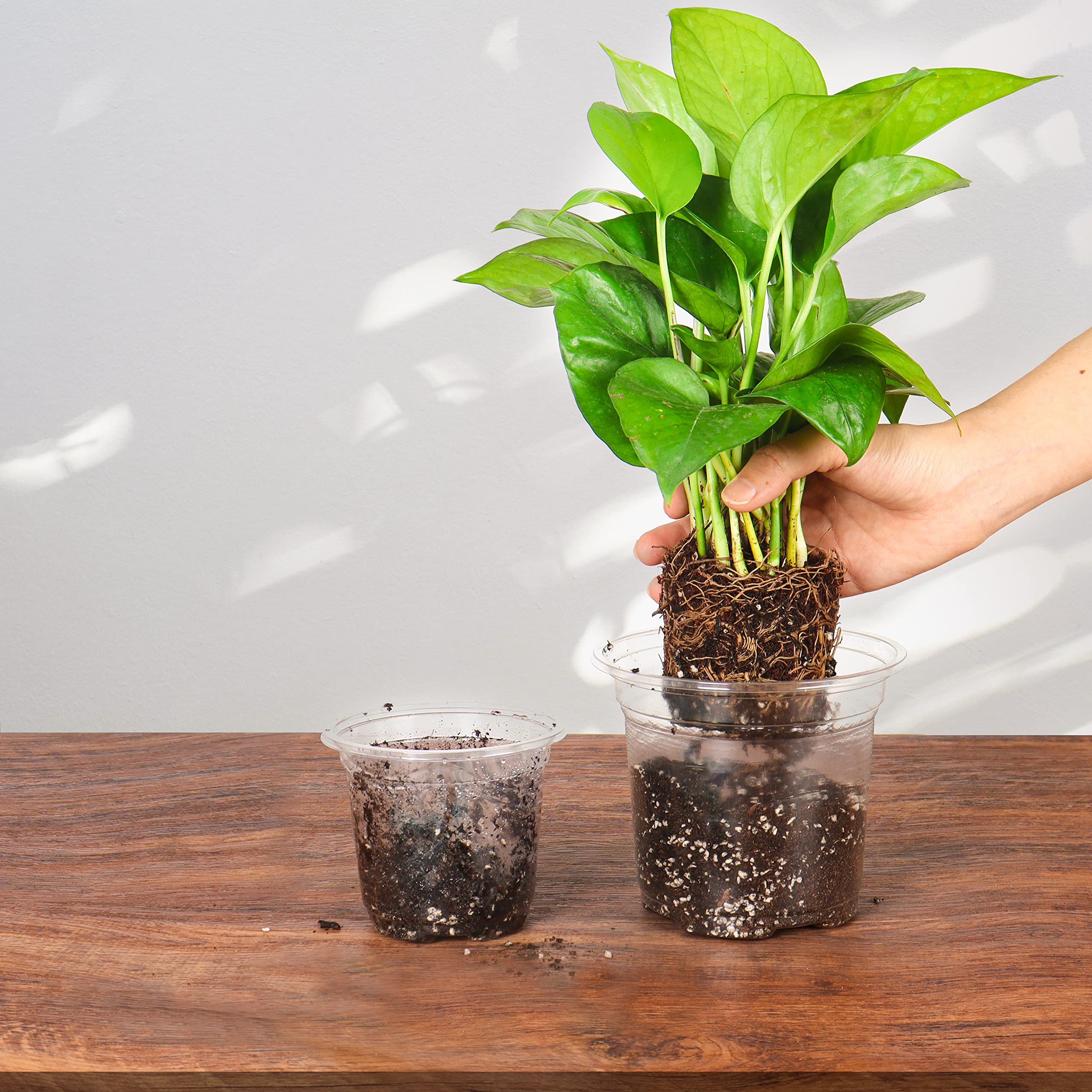 Close-up of Bonviee clear nursery pot with plant