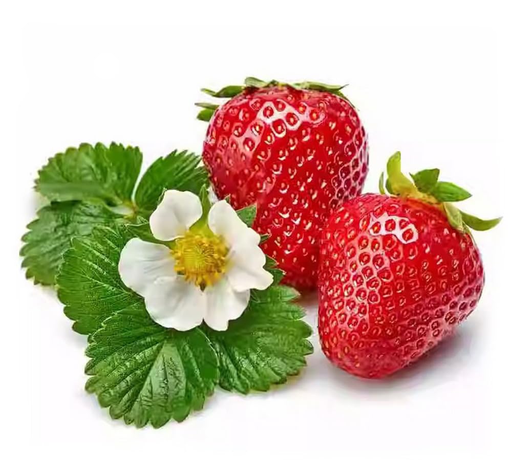 Close-up of BULBORIUM strawberry seeds