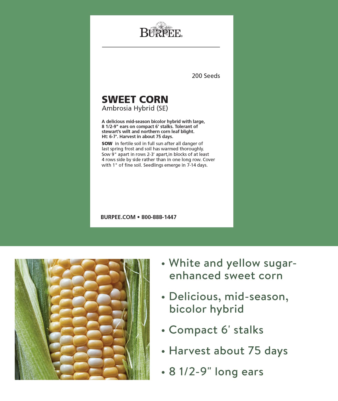 Close-up of Burpee Ambrosia Sweet Corn kernels showcasing bicolor white and yellow