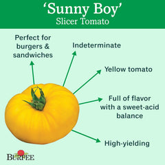 Close-up of Burpee Sunny Boy tomatoes on a vine
