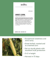 Close-up of Burpee Sweetness Sweet Corn Seeds showing seed details