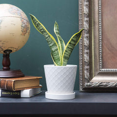 Close-up of BUYMAX ceramic flower pot with modern striped design
