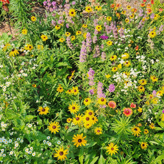 Close-up of BUZZY Wildflower Seeds