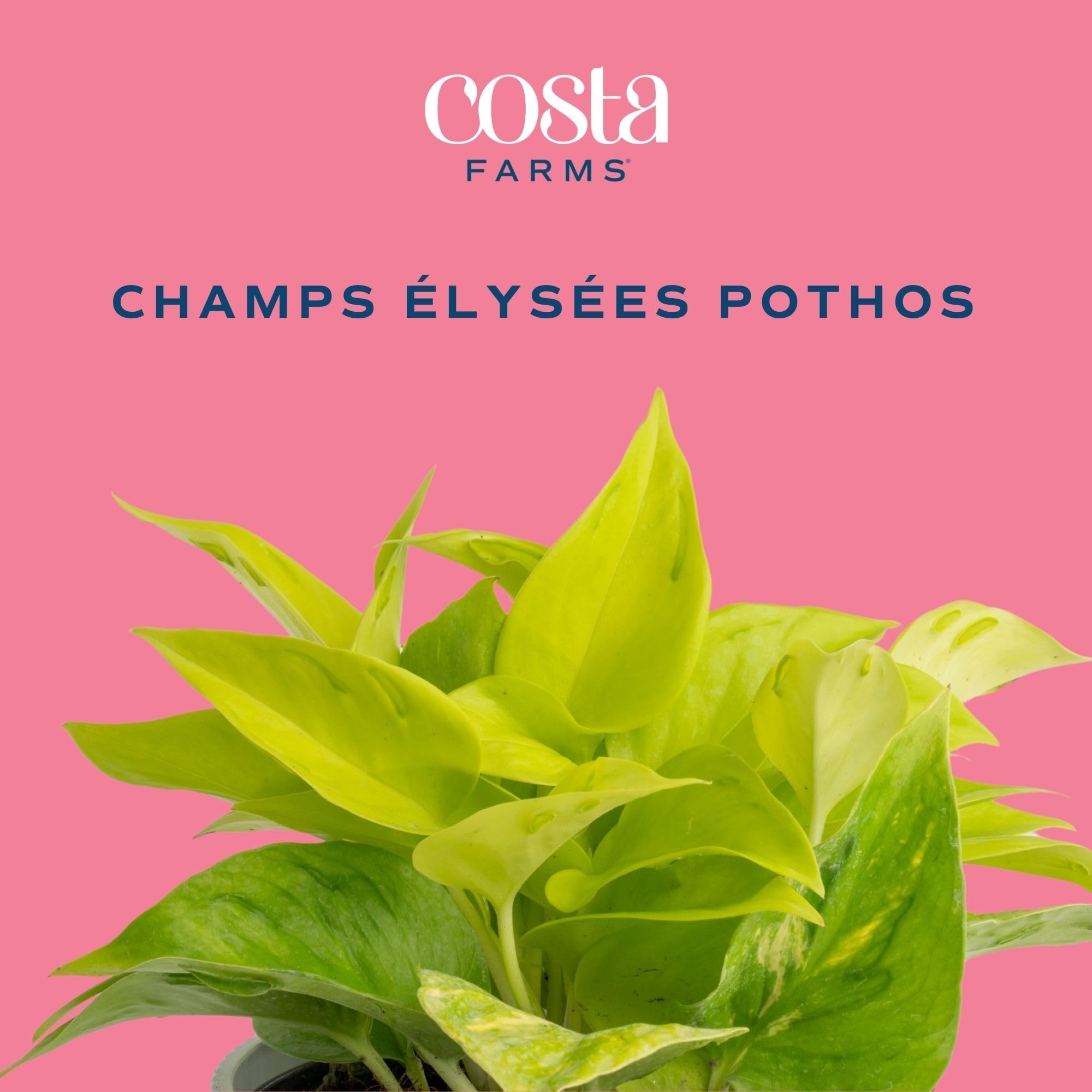 Close-up of Champs Élysées Pothos leaves showcasing unique ridges