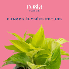 Close-up of Champs Élysées Pothos leaves showcasing unique ridges