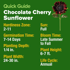 Close-up of Chocolate Cherry Sunflower seeds