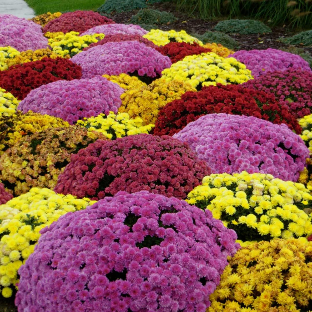 Close-up of chrysanthemum seeds showing various colours