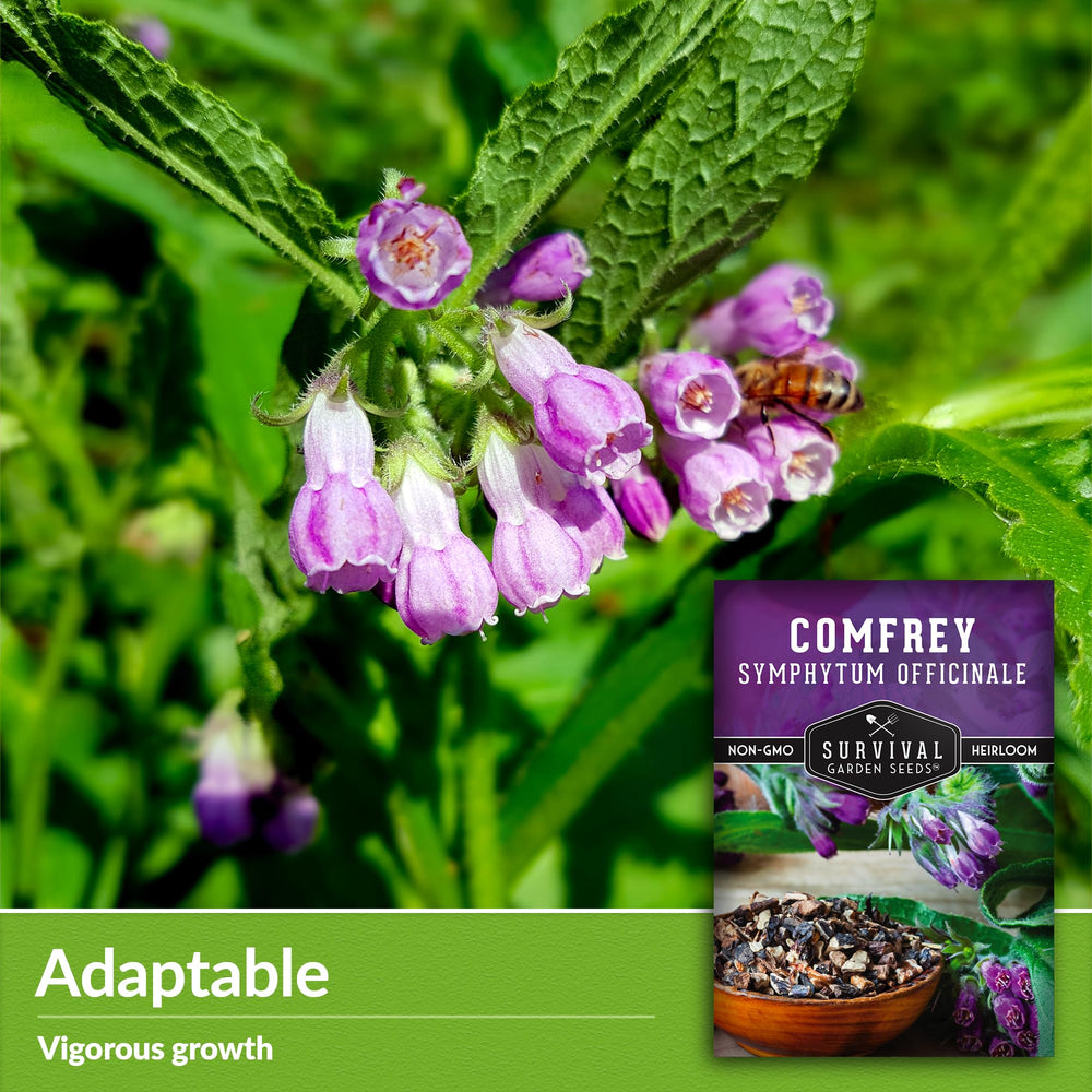 Close-up of Comfrey leaves