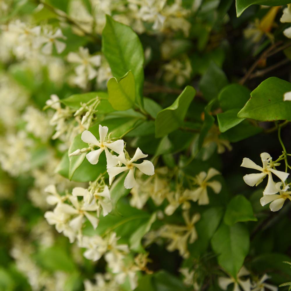 Close-up of Confederate Jasmine pinwheel flowers on a vine