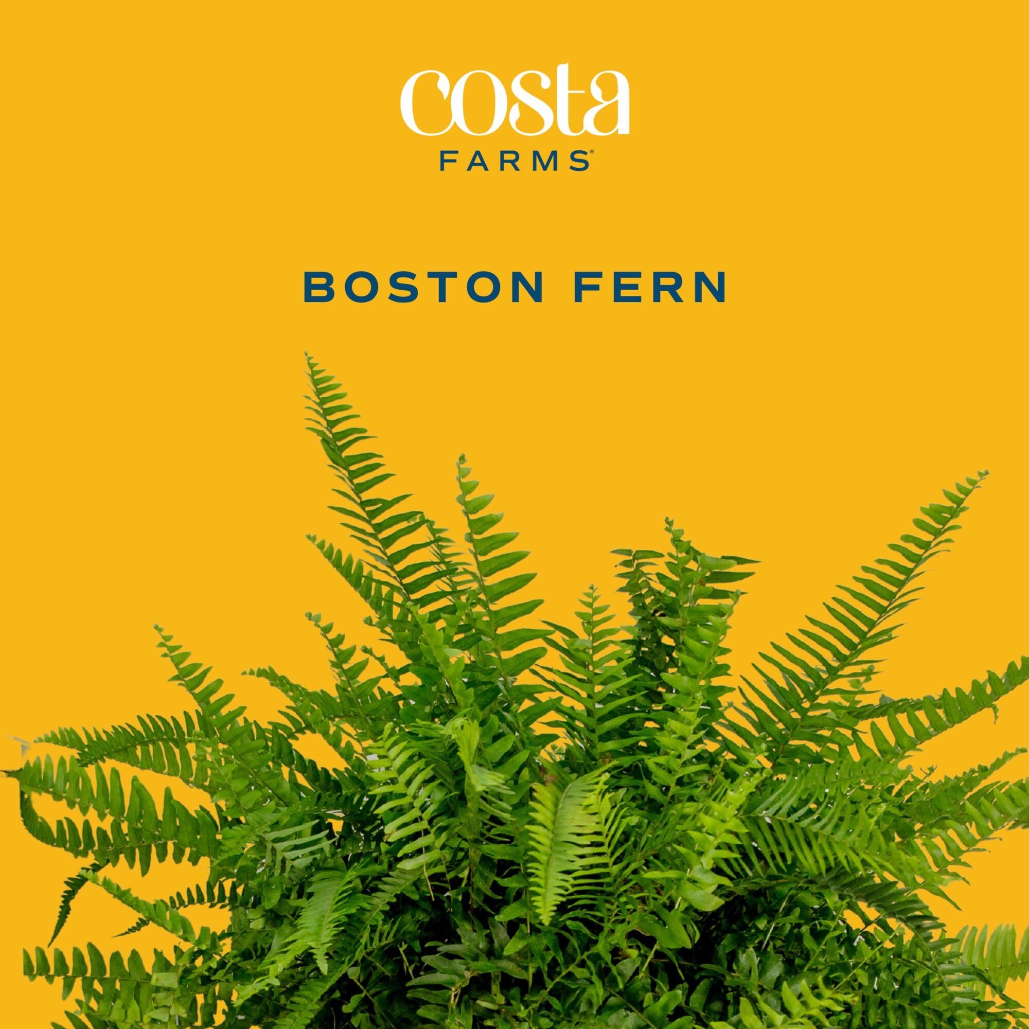 Close-up of Costa Farms Boston Fern foliage