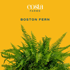 Close-up of Costa Farms Boston Fern foliage