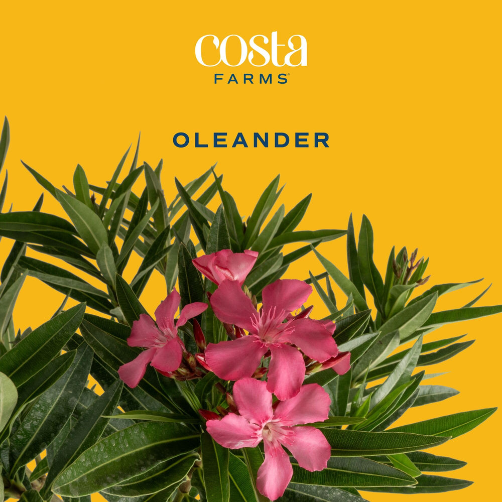Close-up of Costa Farms Oleander flowers showing vibrant pink blooms