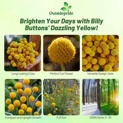 Close-up of Craspedia Globosa yellow spherical blooms