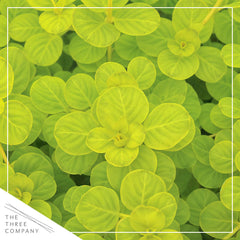 Close-up of Creeping Jenny leaves showing their coin shape