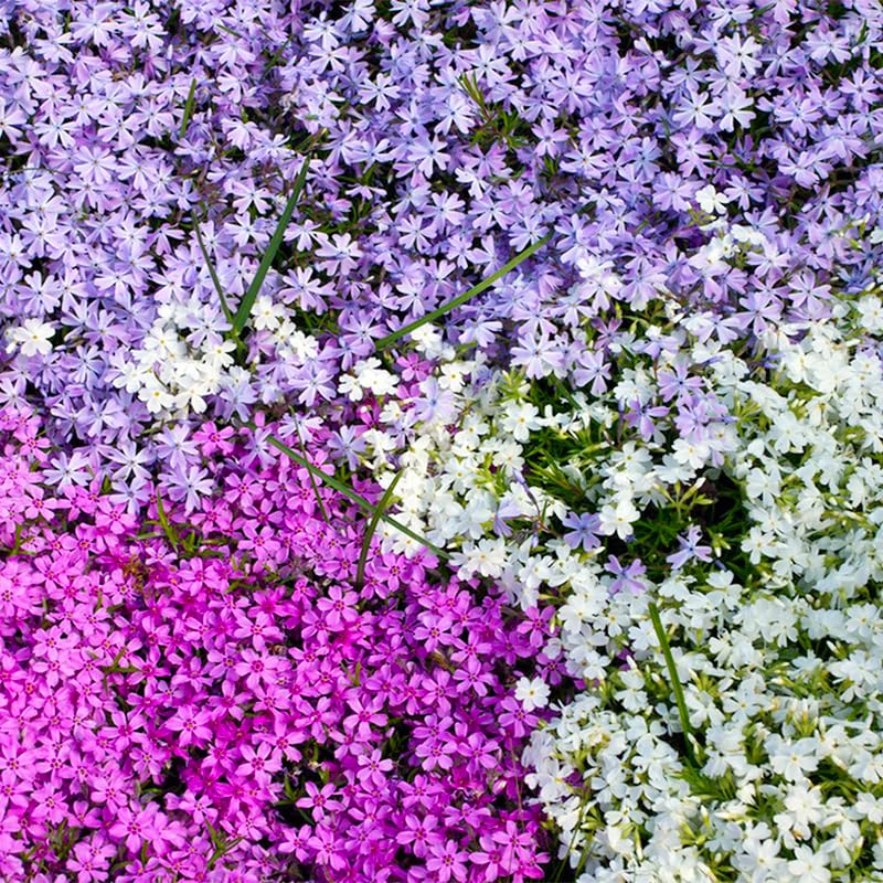 Close-up of Creeping Phlox seeds showing texture