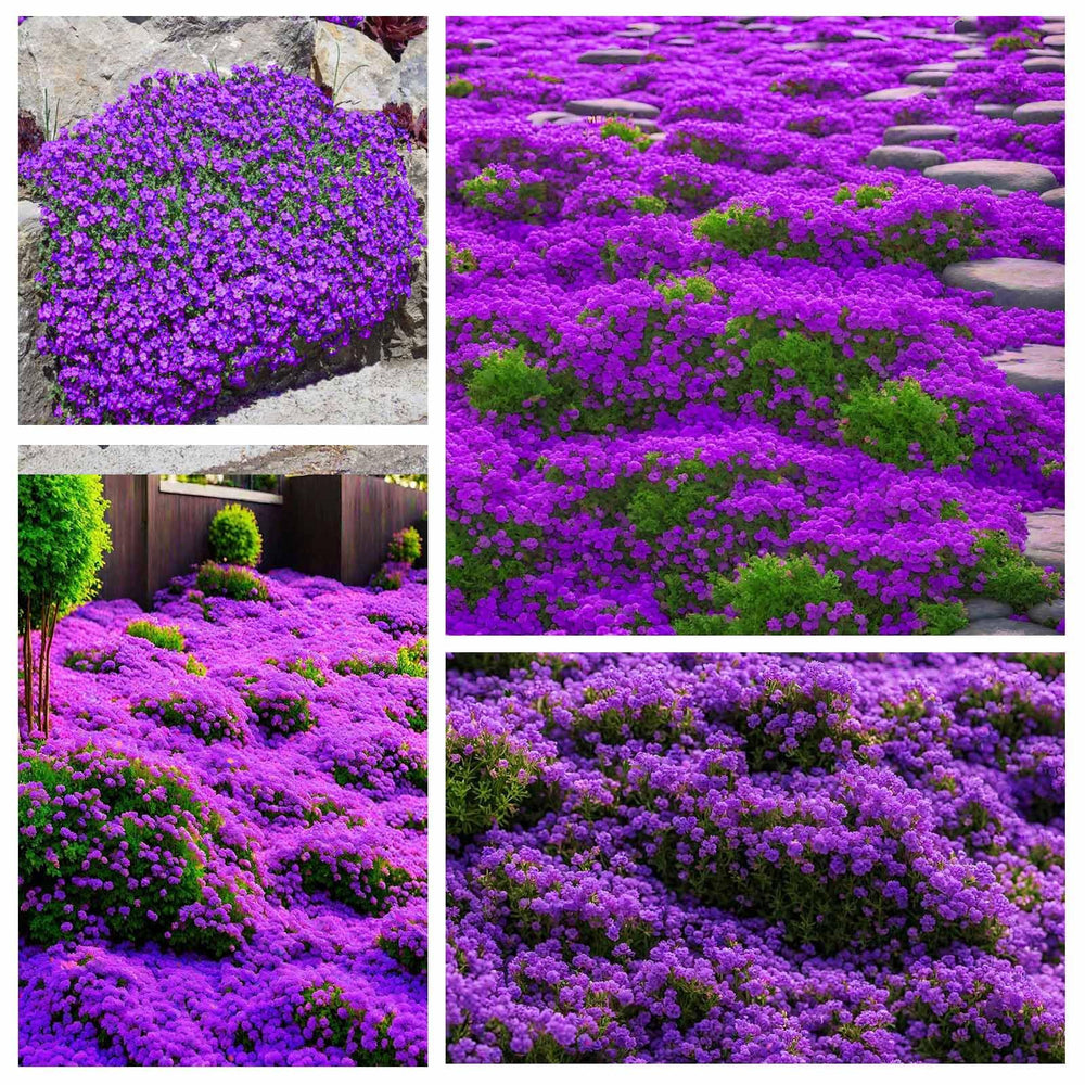 Close-up of creeping thyme seeds on a wooden surface