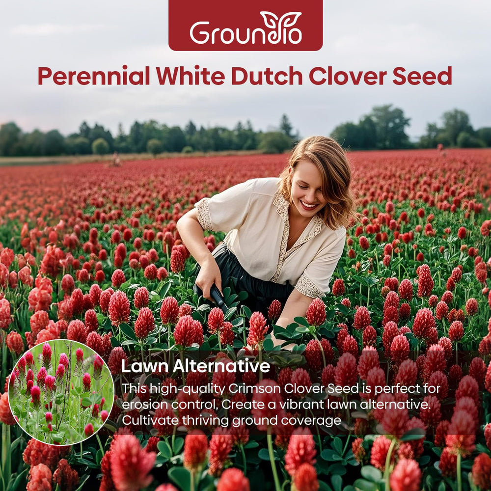 Close-up of crimson clover seeds in a hand