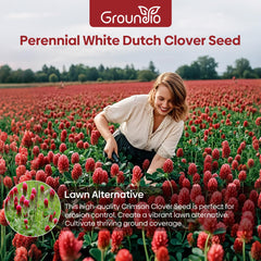 Close-up of crimson clover seeds in a hand