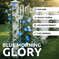 Close-up of CZ Grain Blue Morning Glory seeds
