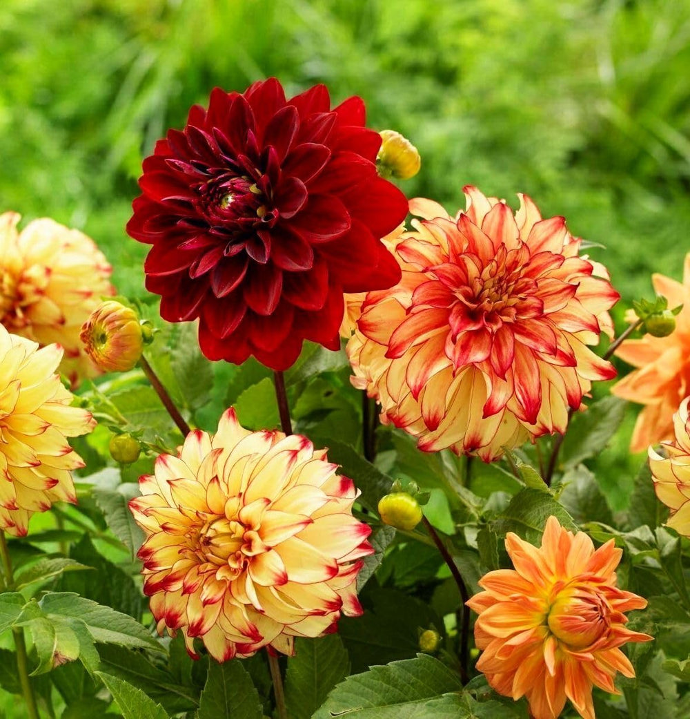 Close-up of dahlia tubers in soil