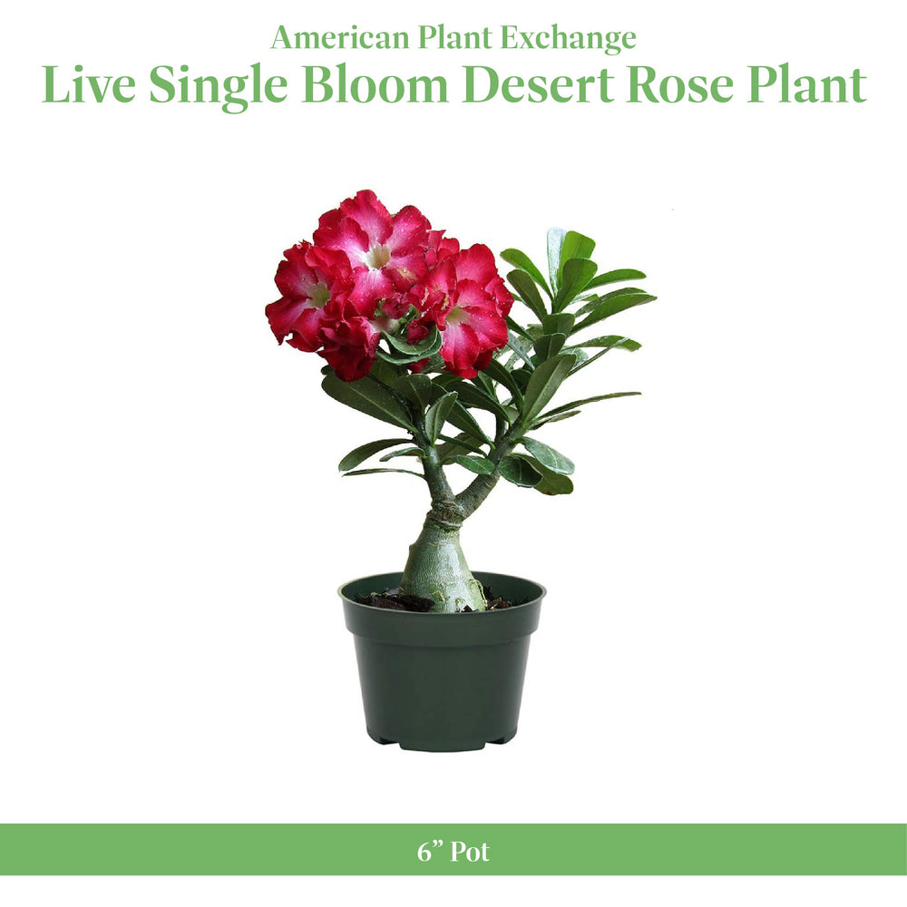 Close-up of Desert Rose vibrant trumpet-shaped blooms