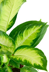 Close-up of Dieffenbachia Camille leaves showcasing white and green patterns