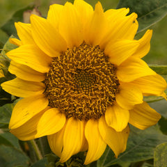 Close-up of Dwarf Sunspot Sunflower seeds