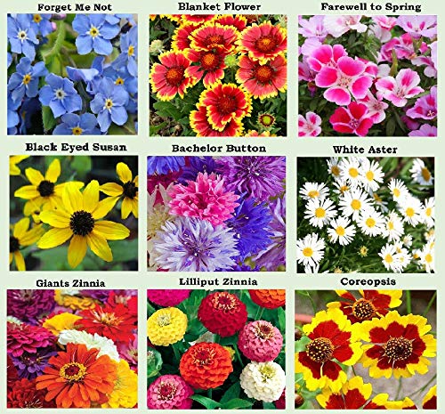 Close-up of flower seed packets with various seeds