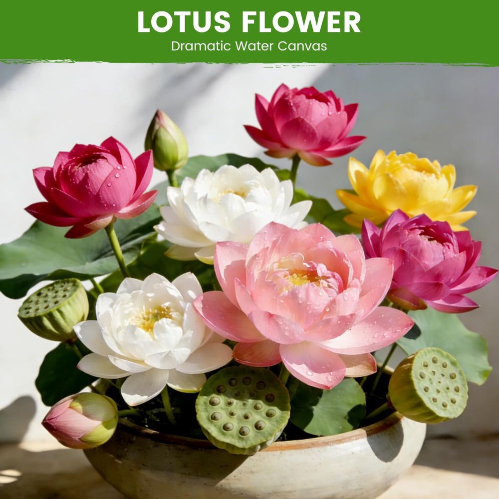 Close-up of Fruivity Bowl Lotus Seeds showing mixed colours