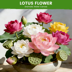 Close-up of Fruivity Bowl Lotus Seeds showing mixed colours