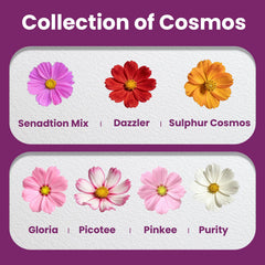 Close-up of Fruivity Cosmos Seeds showcasing different flower colours