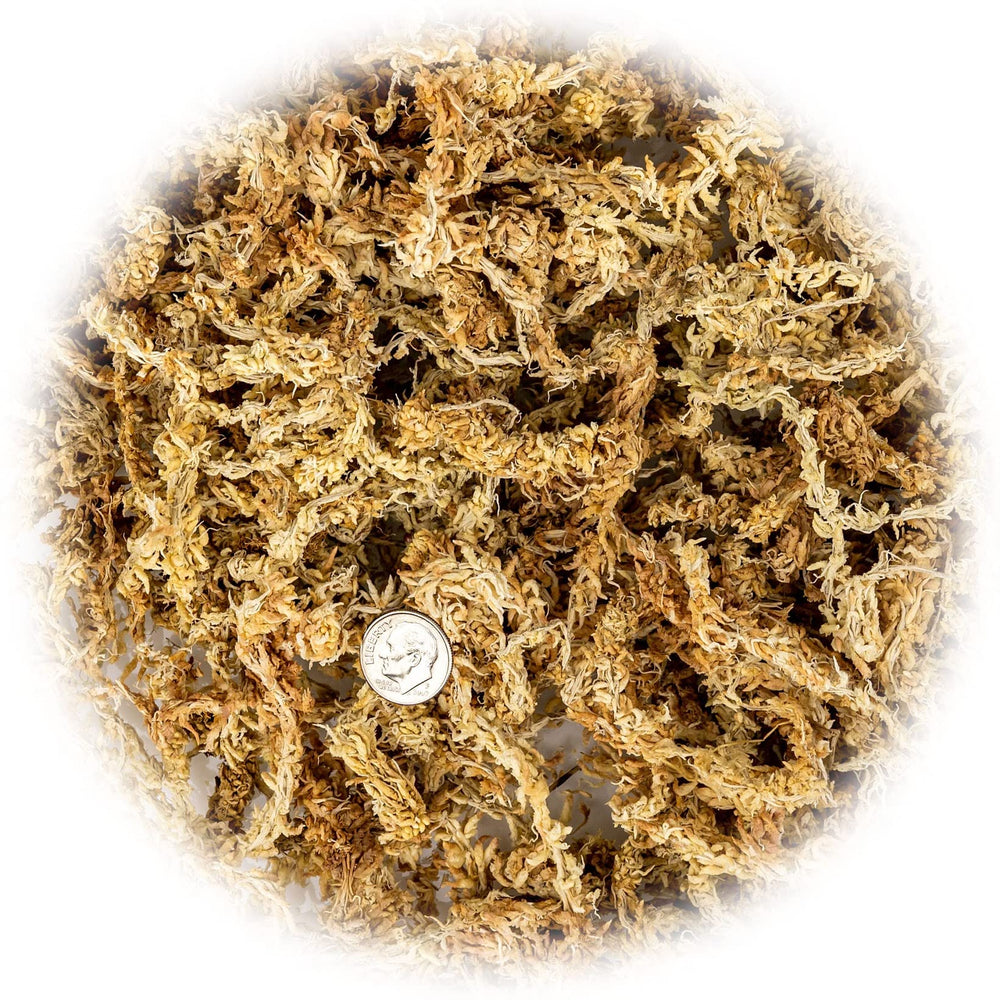 Close-up of Gardenera Sphagnum Moss showing texture