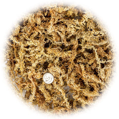 Close-up of Gardenera Sphagnum Moss showing texture
