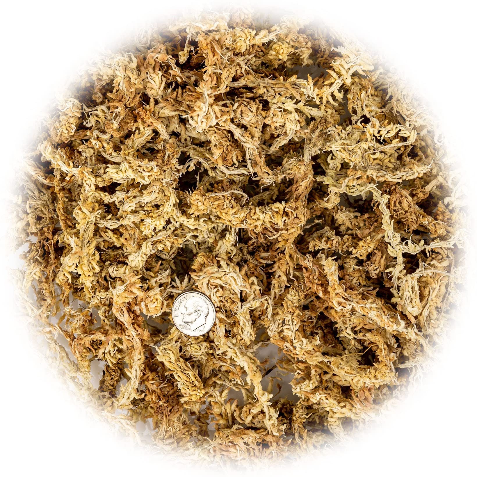 Close-up of Gardenera Sphagnum Moss texture