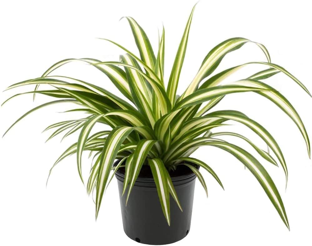 Close-up of Gardenera Spider Plant Potting Soil ingredients