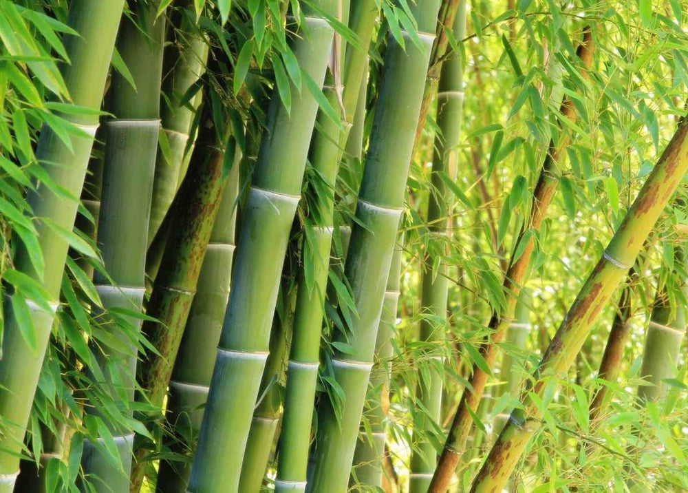 Close-up of Giant Bamboo Seeds showing size and texture