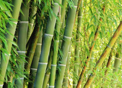 Close-up of Giant Bamboo Seeds showing size and texture