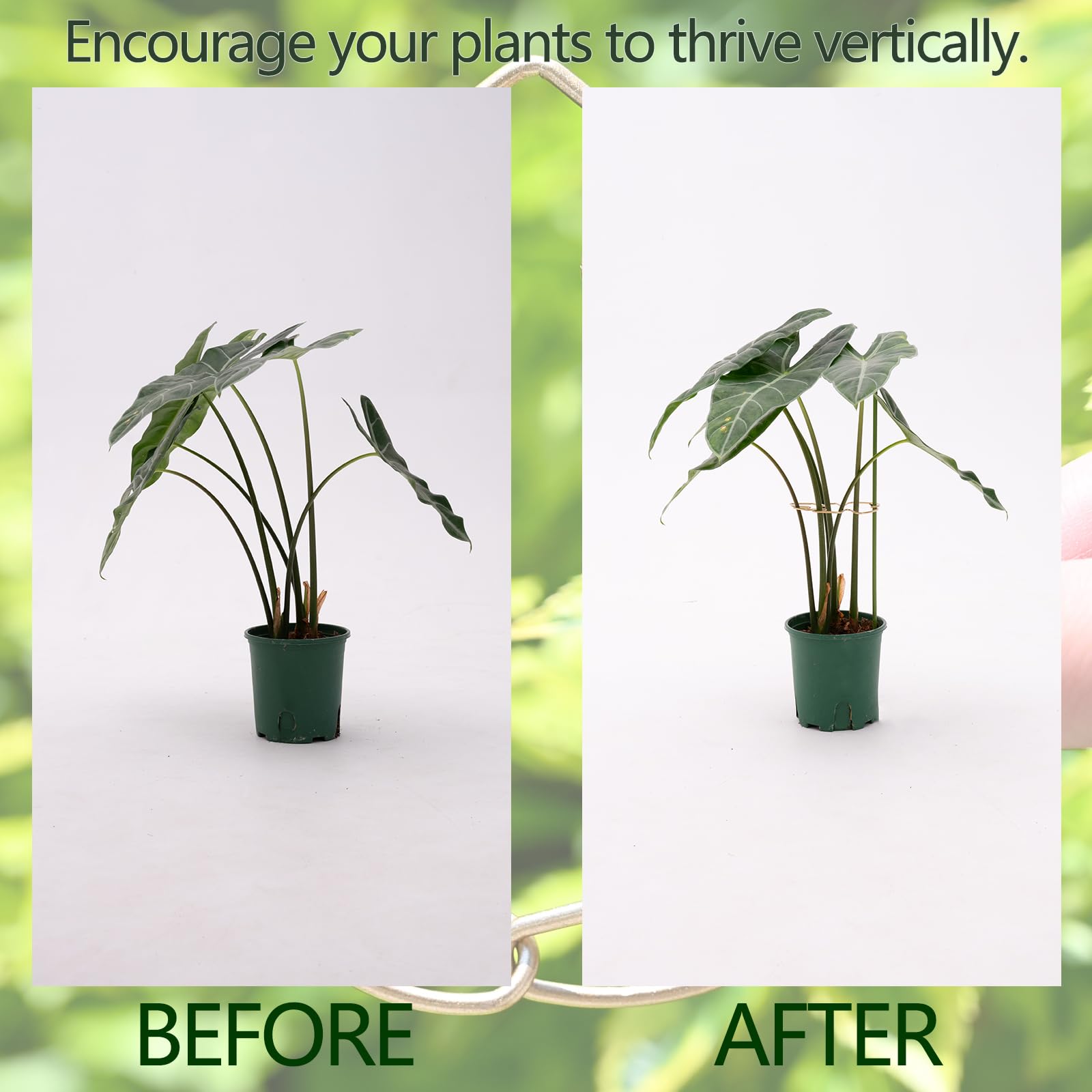 Close-up of Goooxim Monstera Stem Support Stake clips