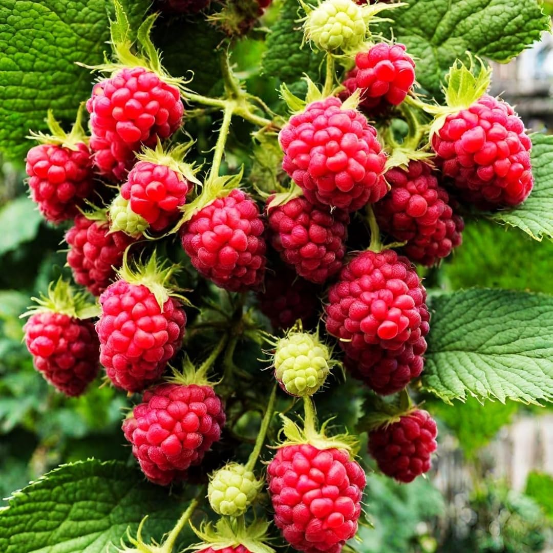 Close-up of grape seeds included in BuggyBeds Mixed Fruit Seeds