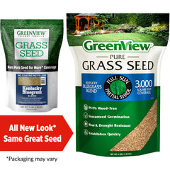 Close-up of Greenview Kentucky Bluegrass seeds