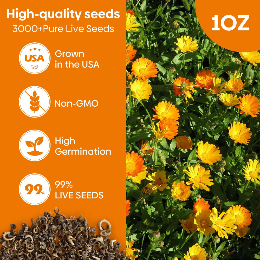 Close-up of Groundio Calendula Seeds showing vibrant colours