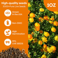 Close-up of Groundio Calendula Seeds showing vibrant colours